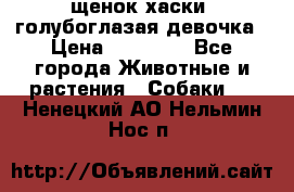 щенок хаски  голубоглазая девочка › Цена ­ 12 000 - Все города Животные и растения » Собаки   . Ненецкий АО,Нельмин Нос п.